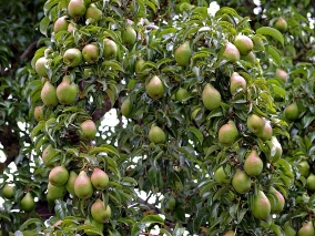 Hrušen