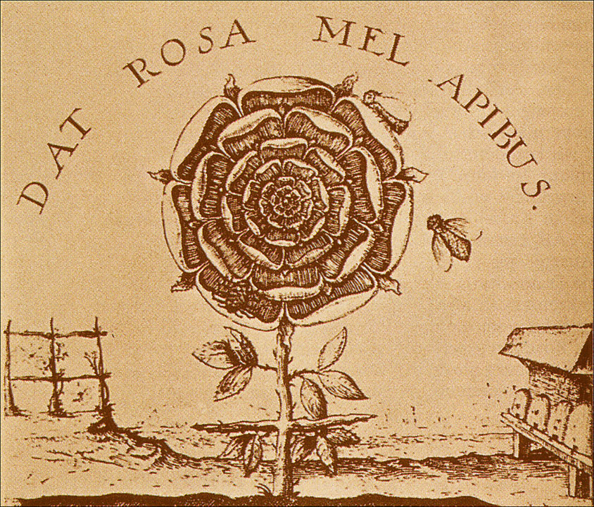 Alchymistická růže