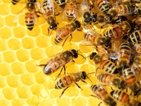 Včely jsou duchovní průvodci