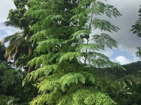 Moringa strom