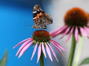 Echinacea